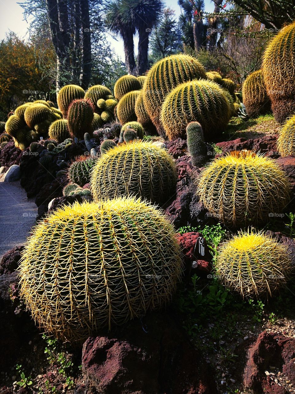 Cactus garden - Huntington 