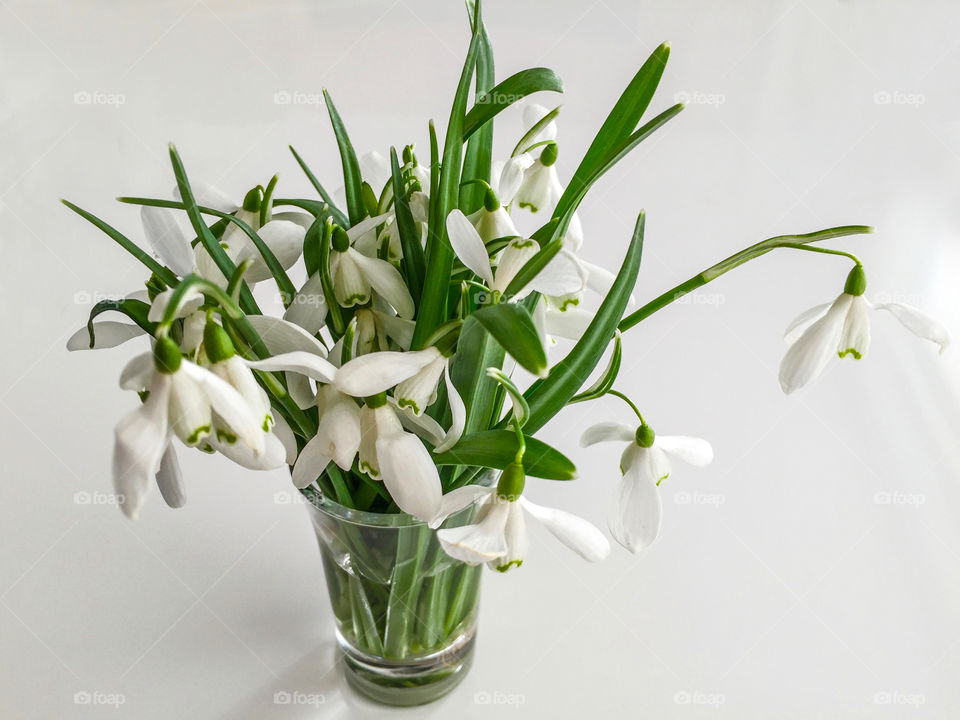 Snowdrop flowers in the vase