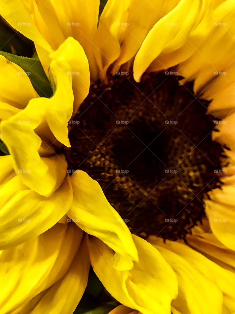 Extreme close-up of sunflower