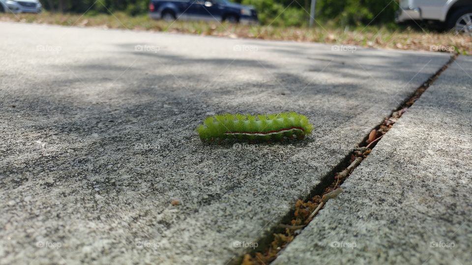 The brave caterpillar that crossed the sidewalk.