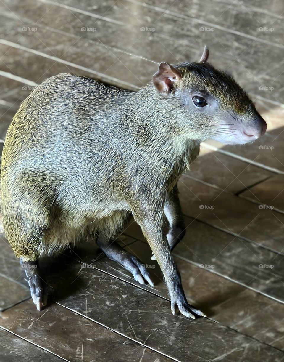 autisme in Guatemala