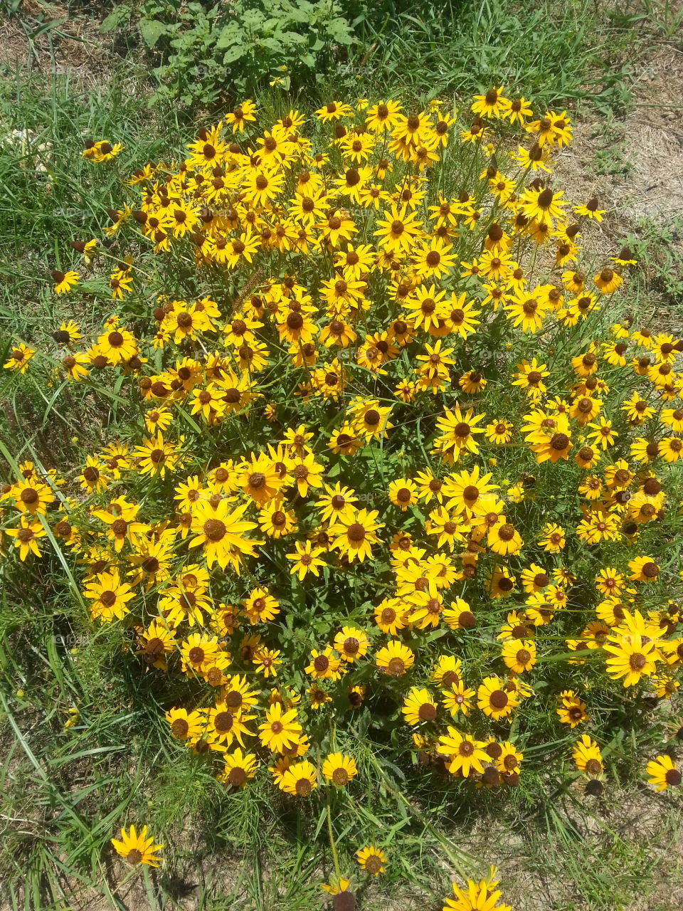 flowers