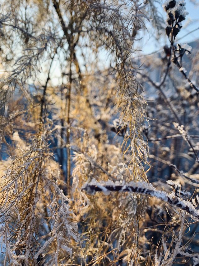 Winter flowers