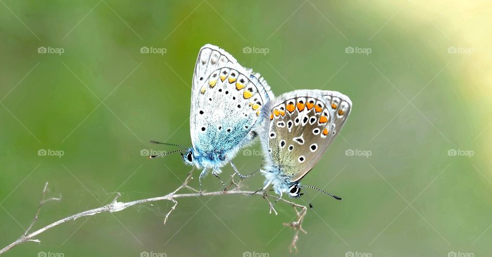 butterfly couple