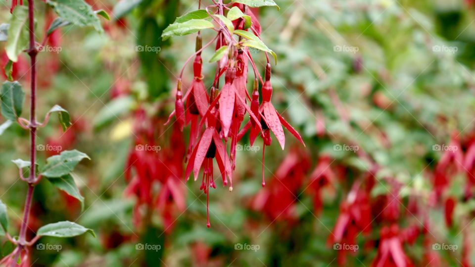Beautiful Red Flowers in Botanical Garden Nuwara Eliya.