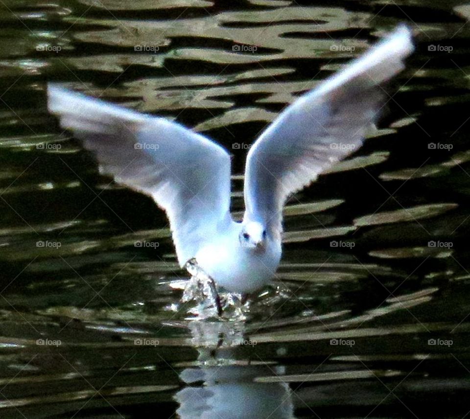 walking on water