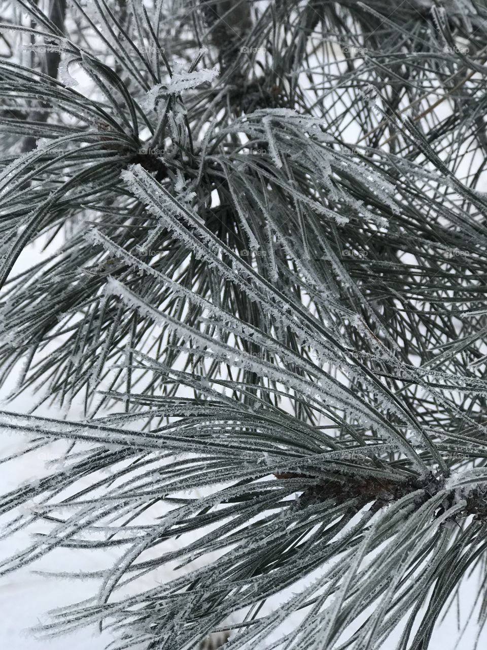 Frosted Pine Needles