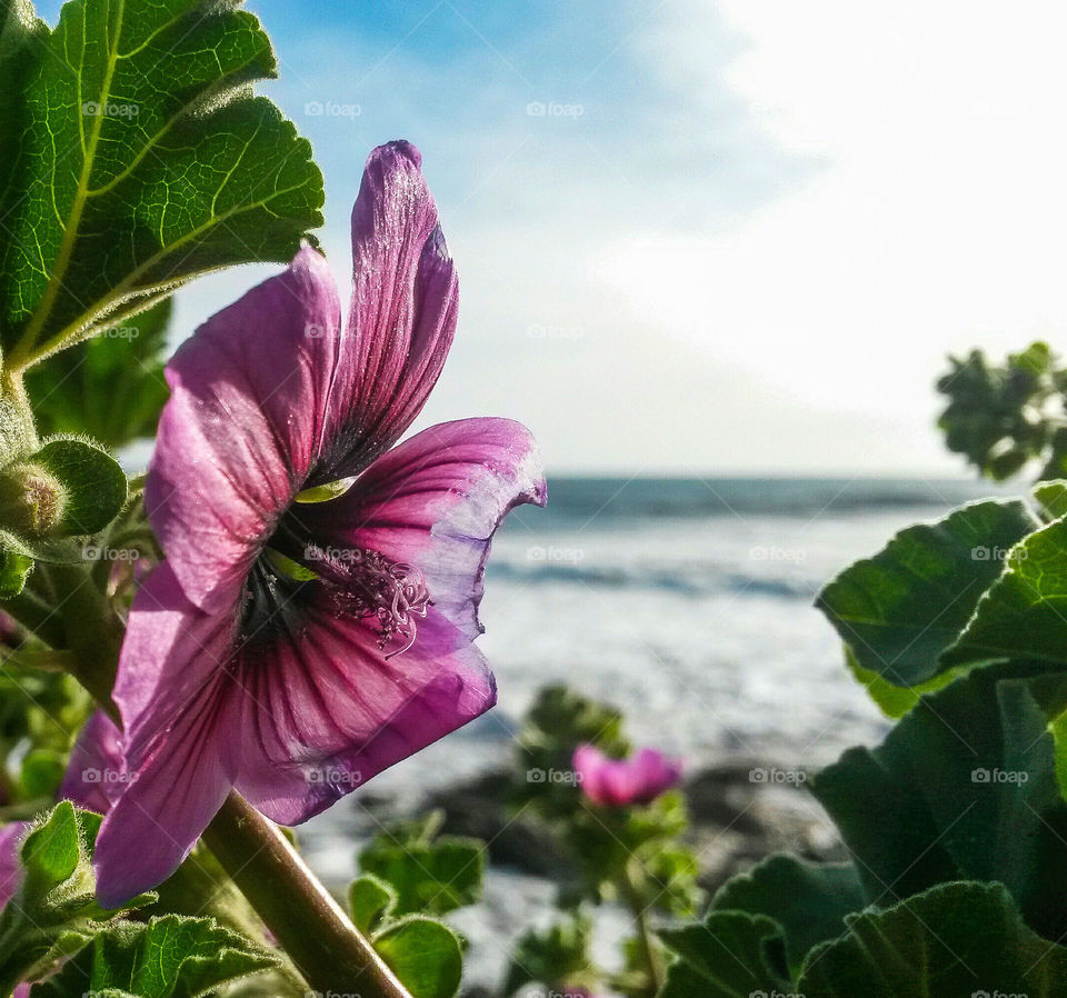 springtime flower in front of sea
