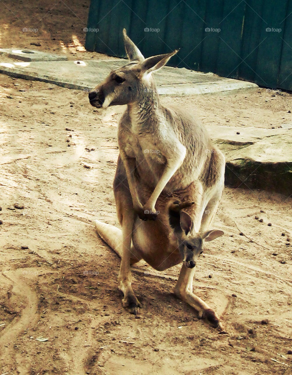baby zoo kangaroo wallaby by patty