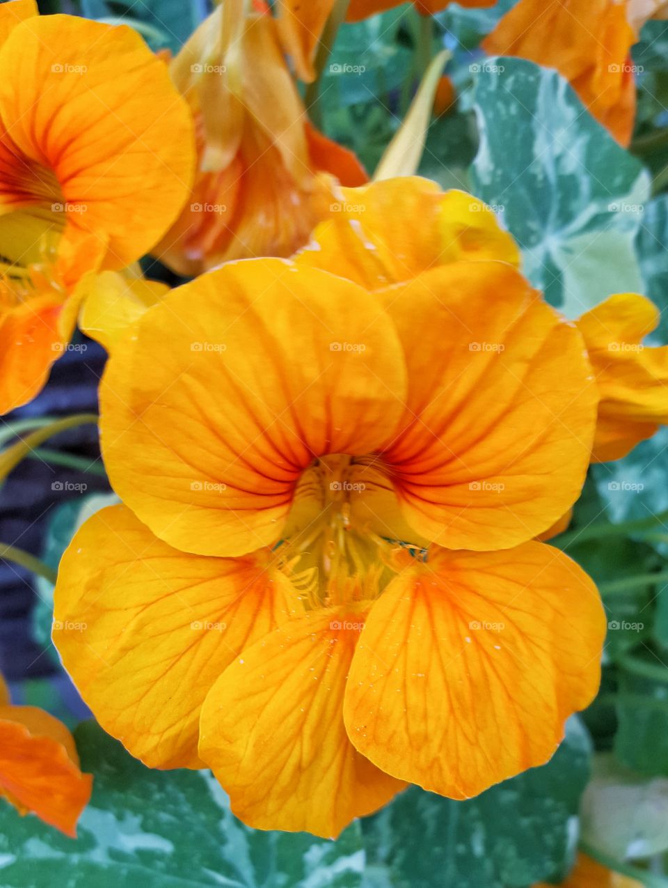 Close-up of flower