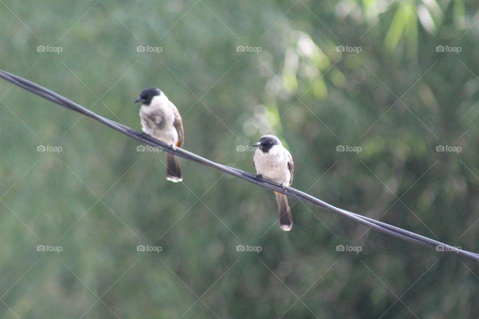 two birds sunbathing
