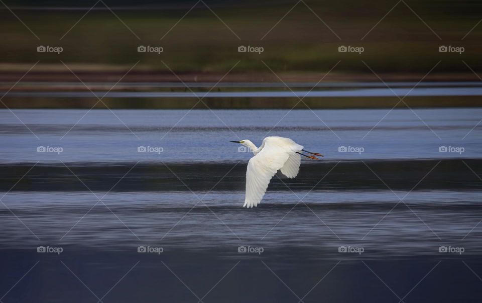 white heron