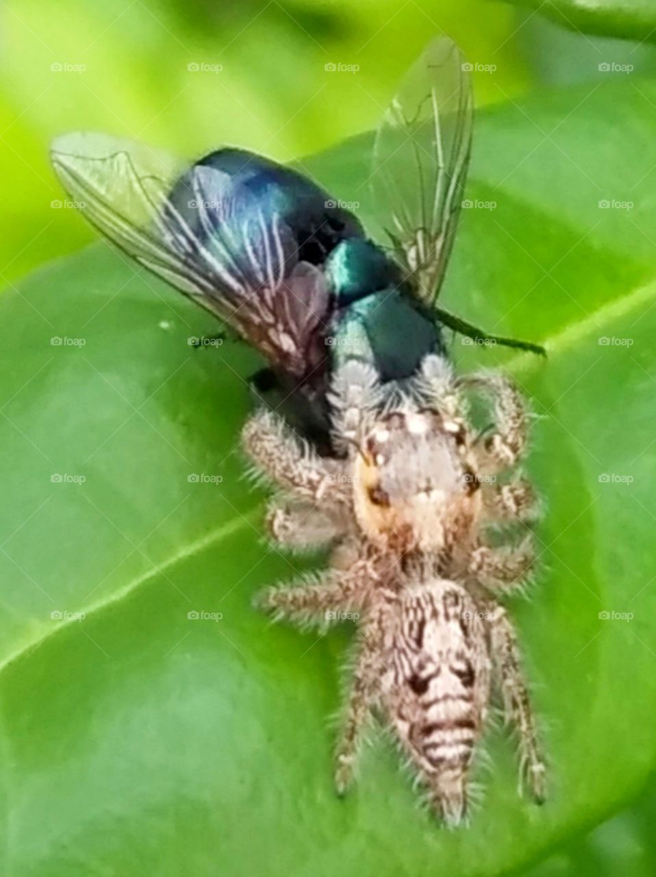 Spider caught the fly. (tea time)