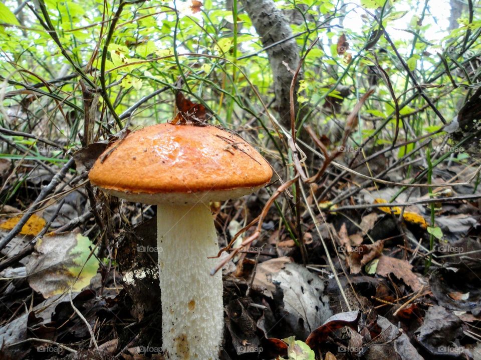 orange cap boletus mushroom growing in the forest