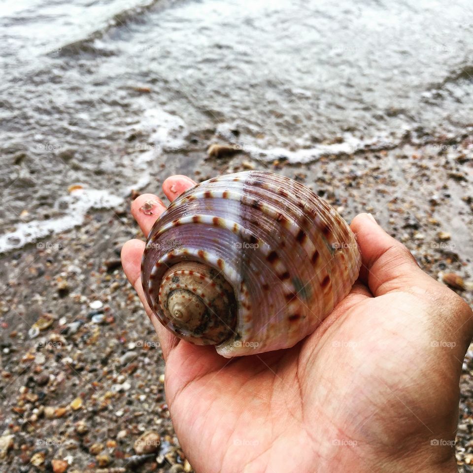 Shell on the beach