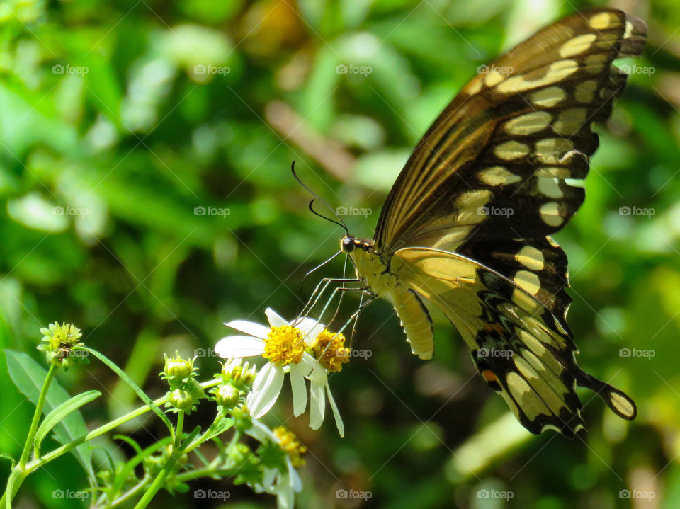 Swallowtail