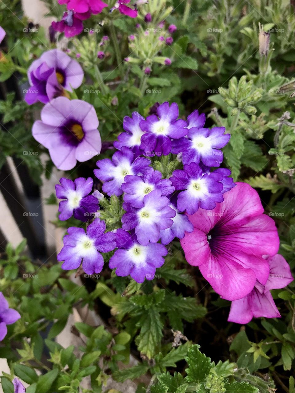 Pretty pink and purple petunias calibrachoa flowers petals blossoms blooming backyard neighborhood landscaping container gardening patio plants flower leaves foliage summer happy relaxing splash of color