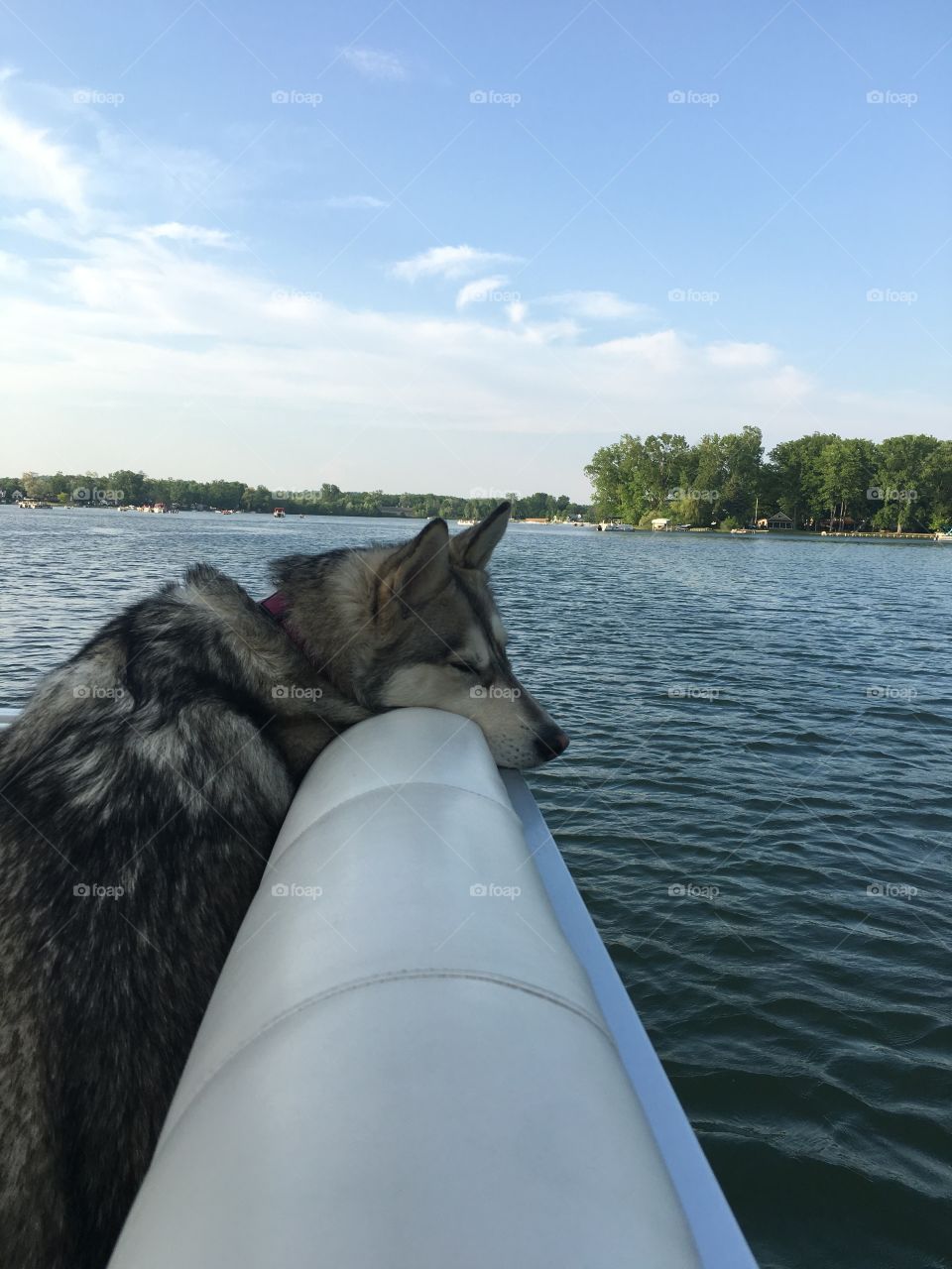 Boat husky 