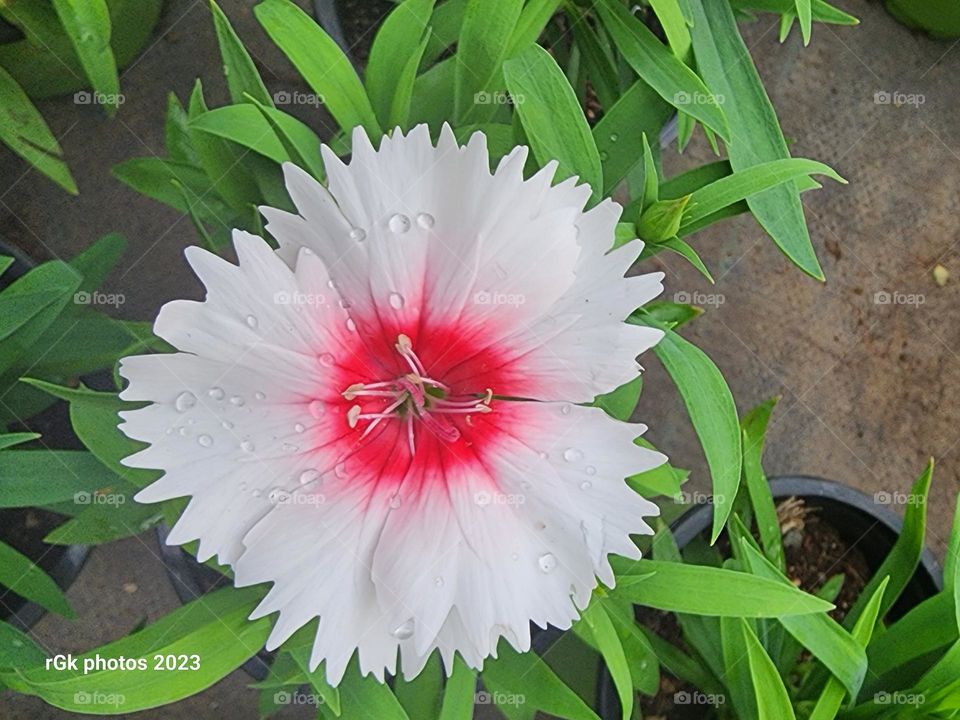 pure white with red impatience