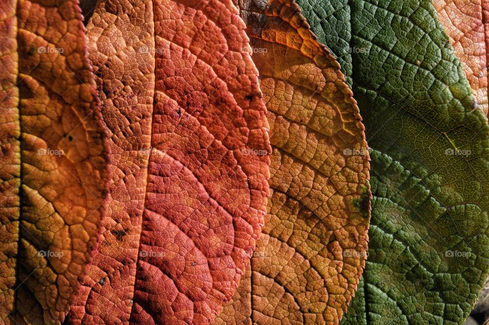 Texture, Leaf, Pattern, Desktop, Abstract