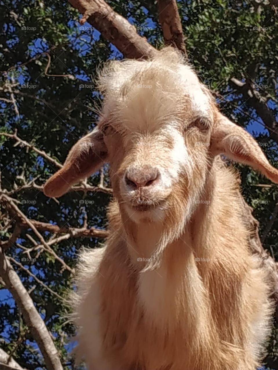 Beautiful goat on argania spinosa at essaouira City in Morocco.