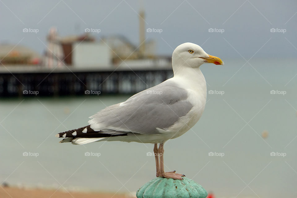 Seagull by Brighton pier