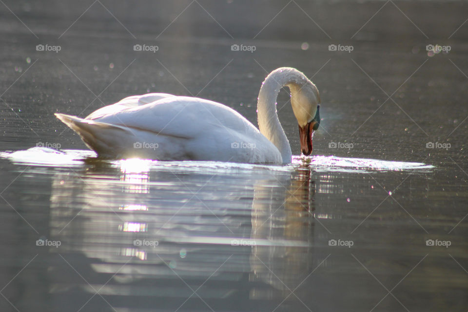 Swan in pond, water birds.