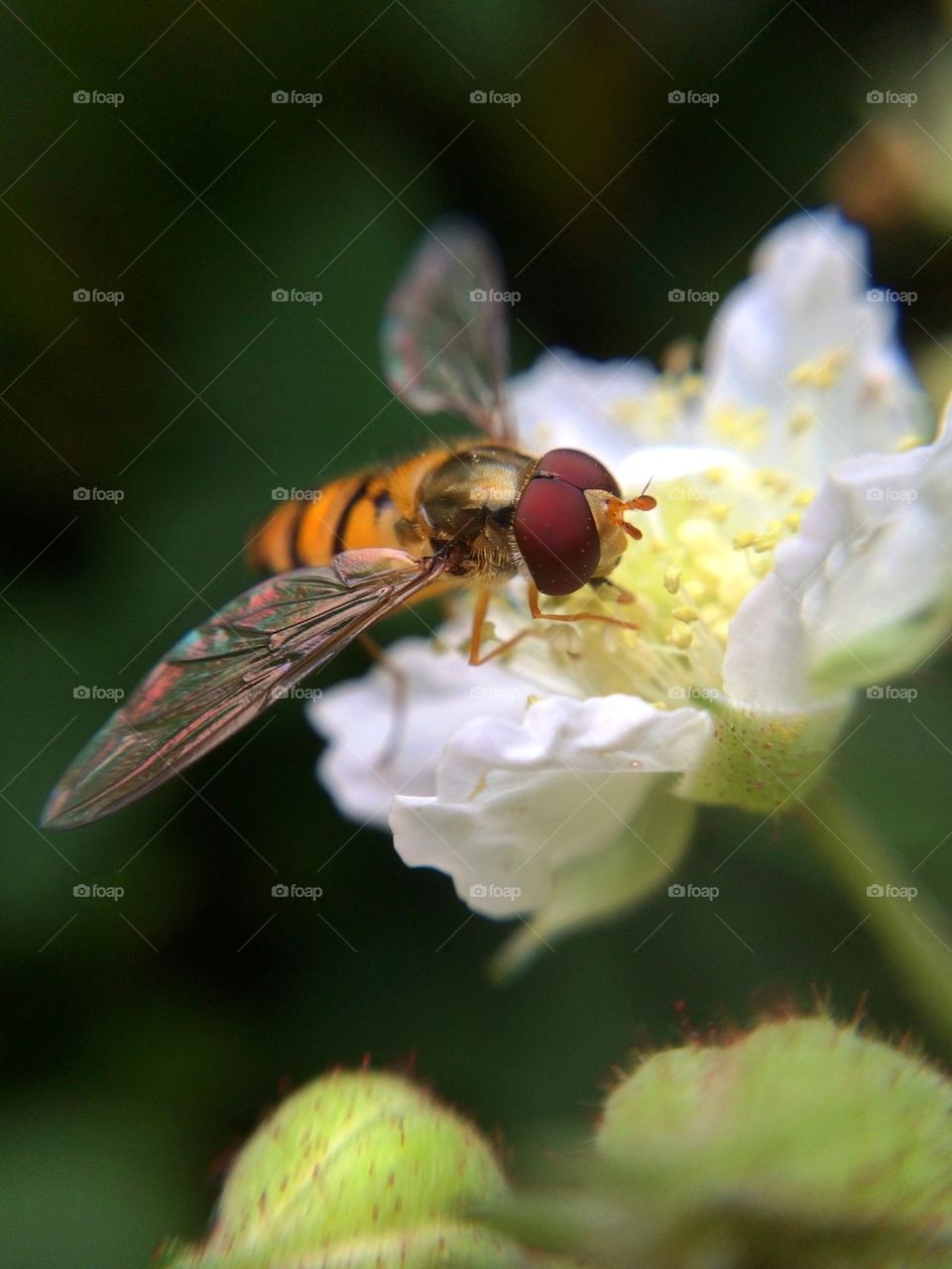 Bee on white flower