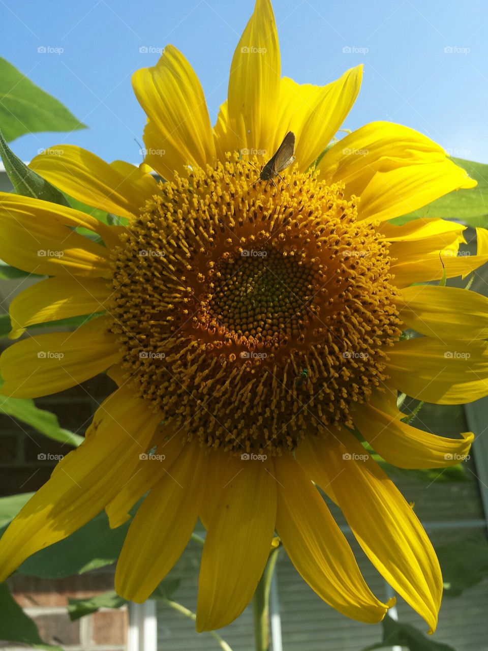 sunflower and little butterfly