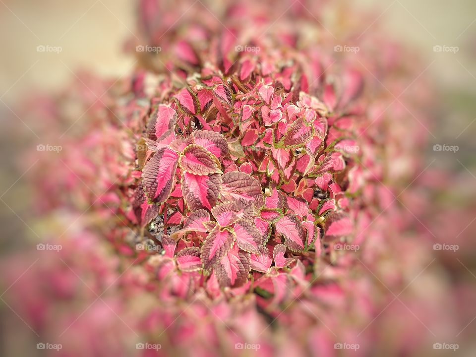 This flower with red leaves a combination of brown and green .Is very unique and beautiful