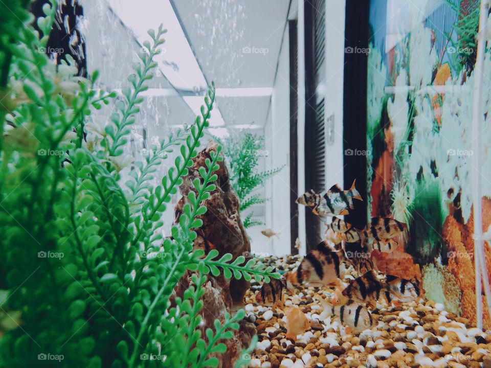 Swimming In The Case