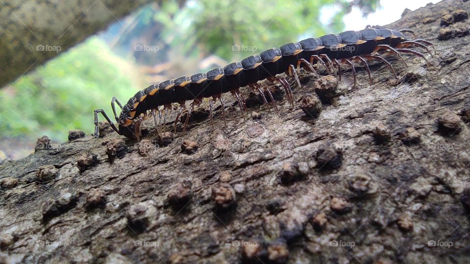 Yellow-spotted millipede