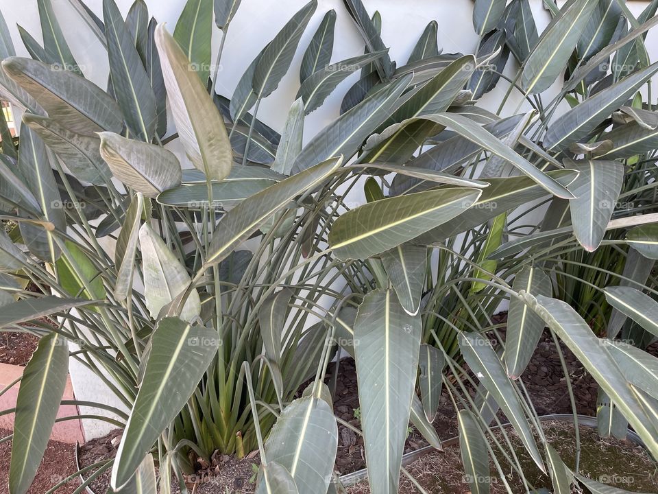 Strelitzia 