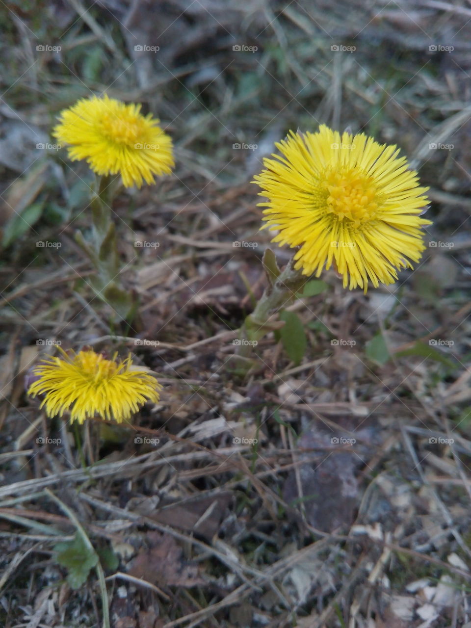 Nature, Flower, Flora, Leaf, No Person