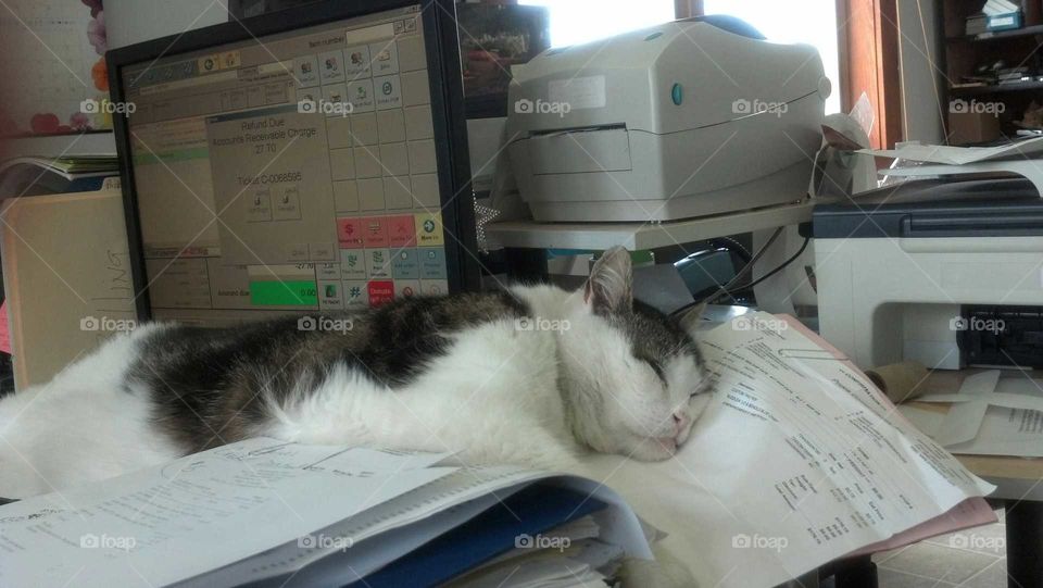Sundae sleeping on the desktop