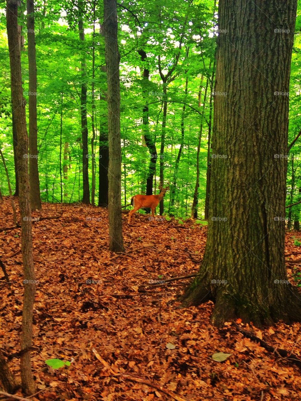 trees leaves forest park by proxyuid
