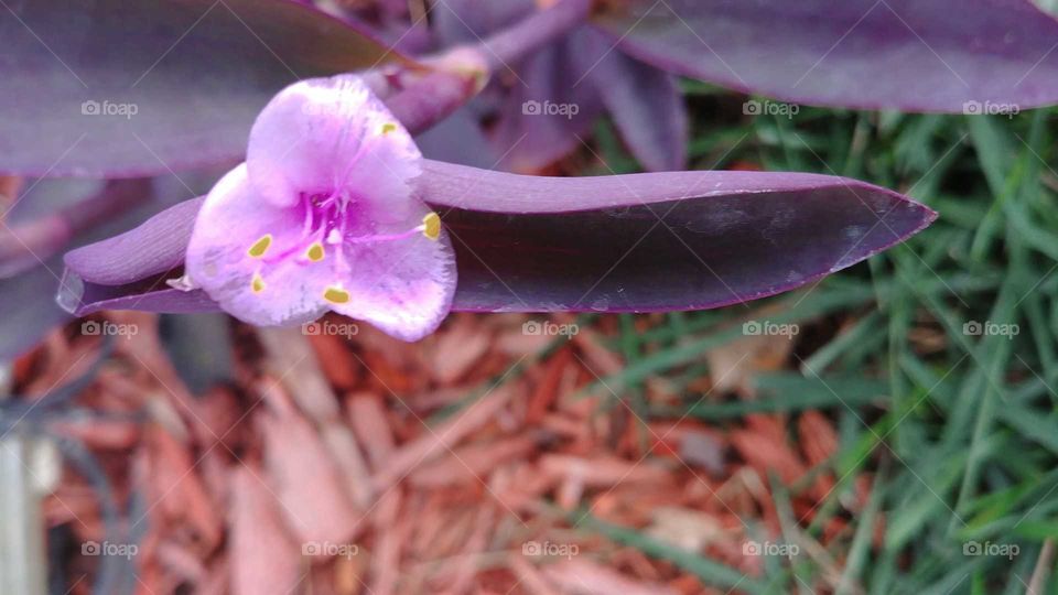 pink flower,purple leave