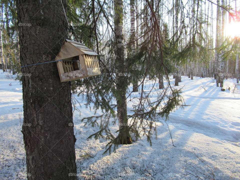 bird feeder in the forest in the Urals in Russia
