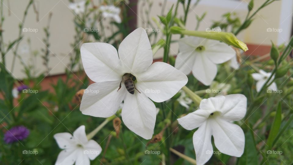 bee in jasmine tobacco flower