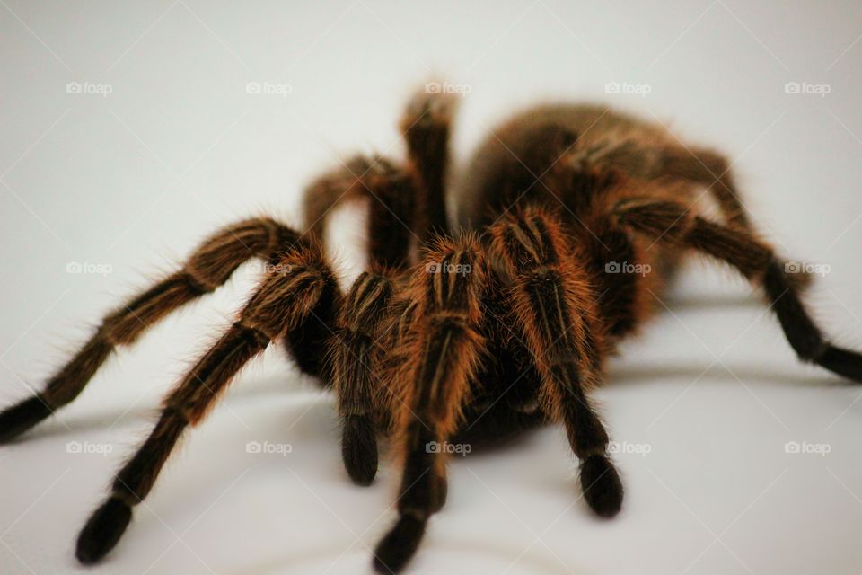 Tarantula on white background