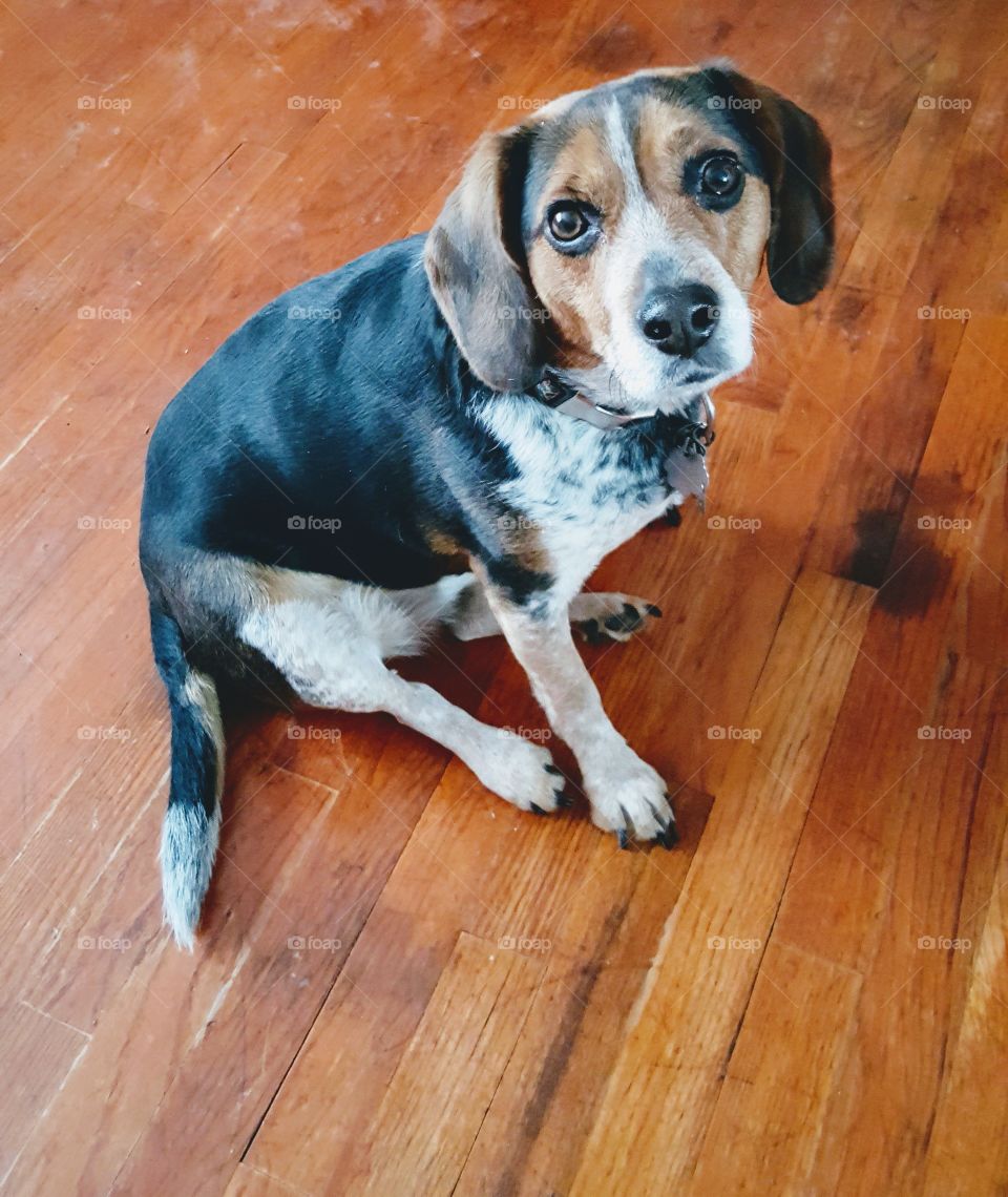 Beagle sitting on hardwood floor.
