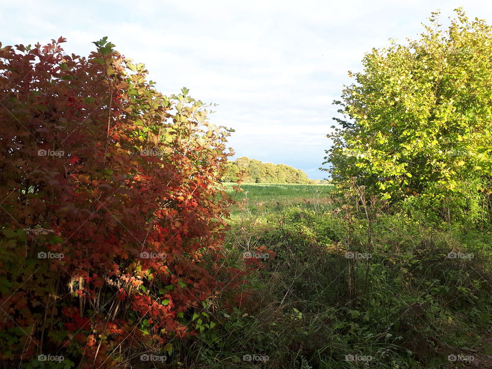 Leaf, Nature, Tree, Fall, Landscape