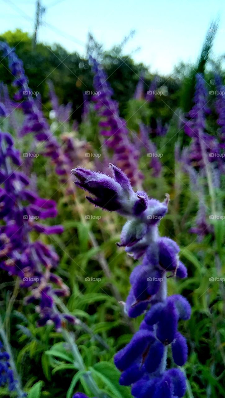 Salvia farinacea