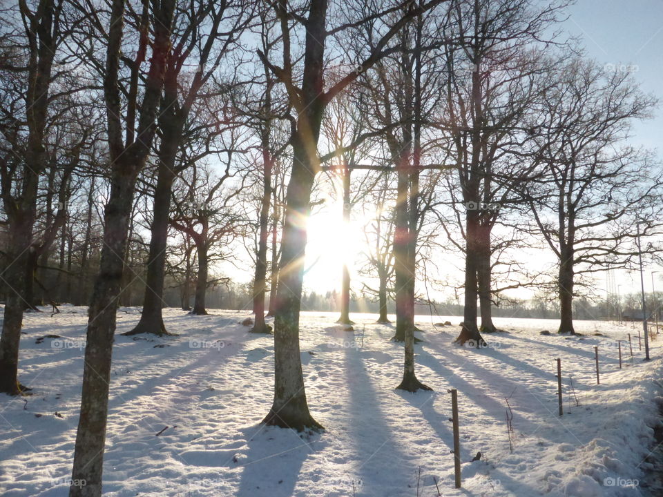 Sunshine through trees 