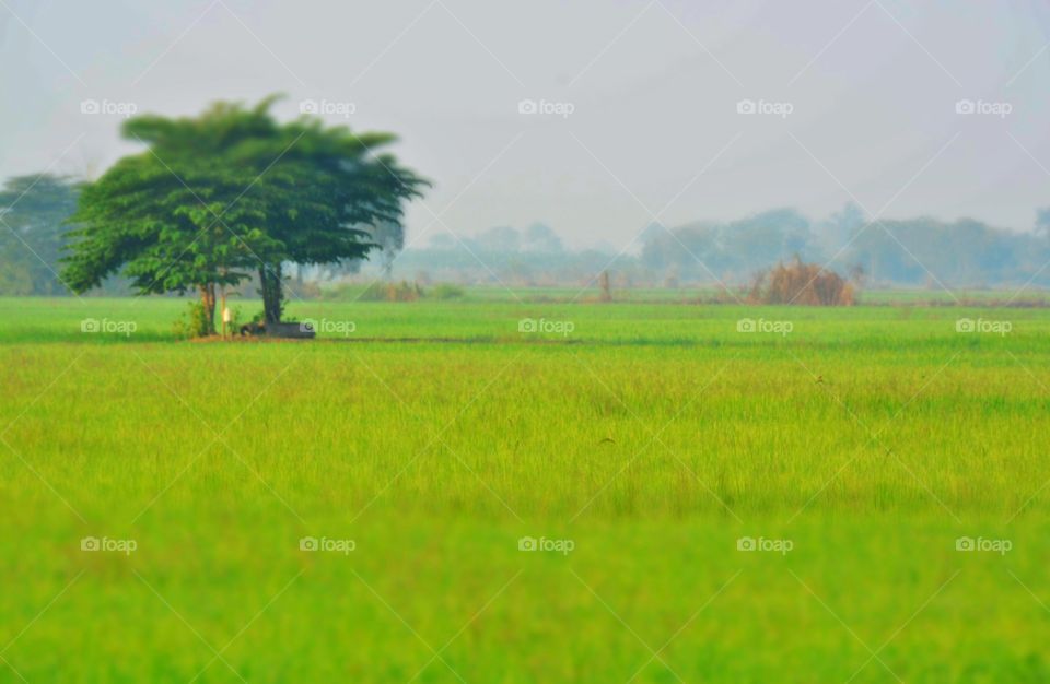 Green field