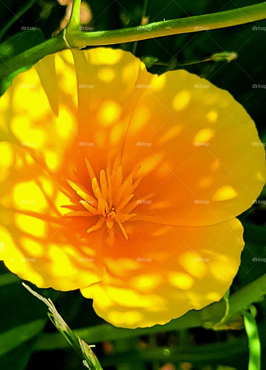 Shadows on flower petals & nature