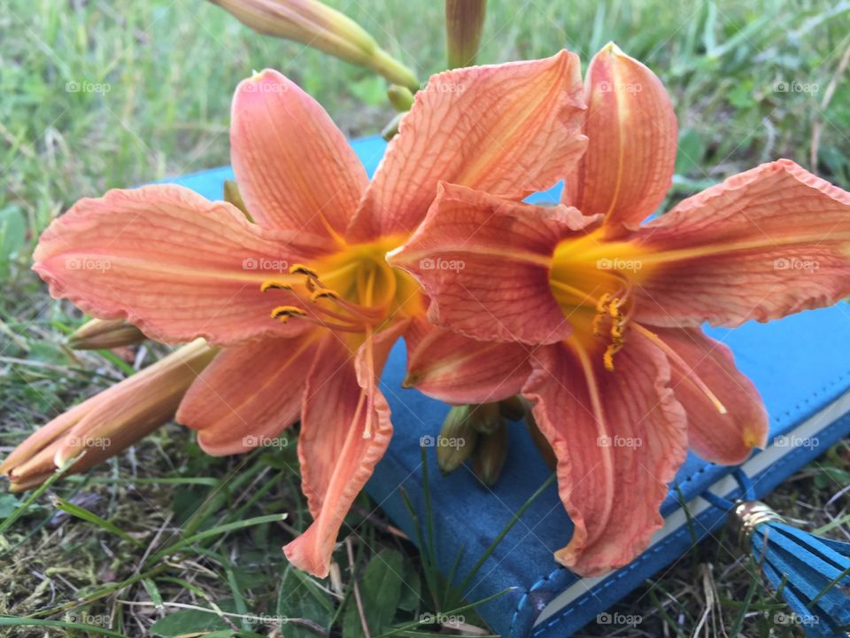 Gorgeous orange with vibrant yellow tigger Lilly 