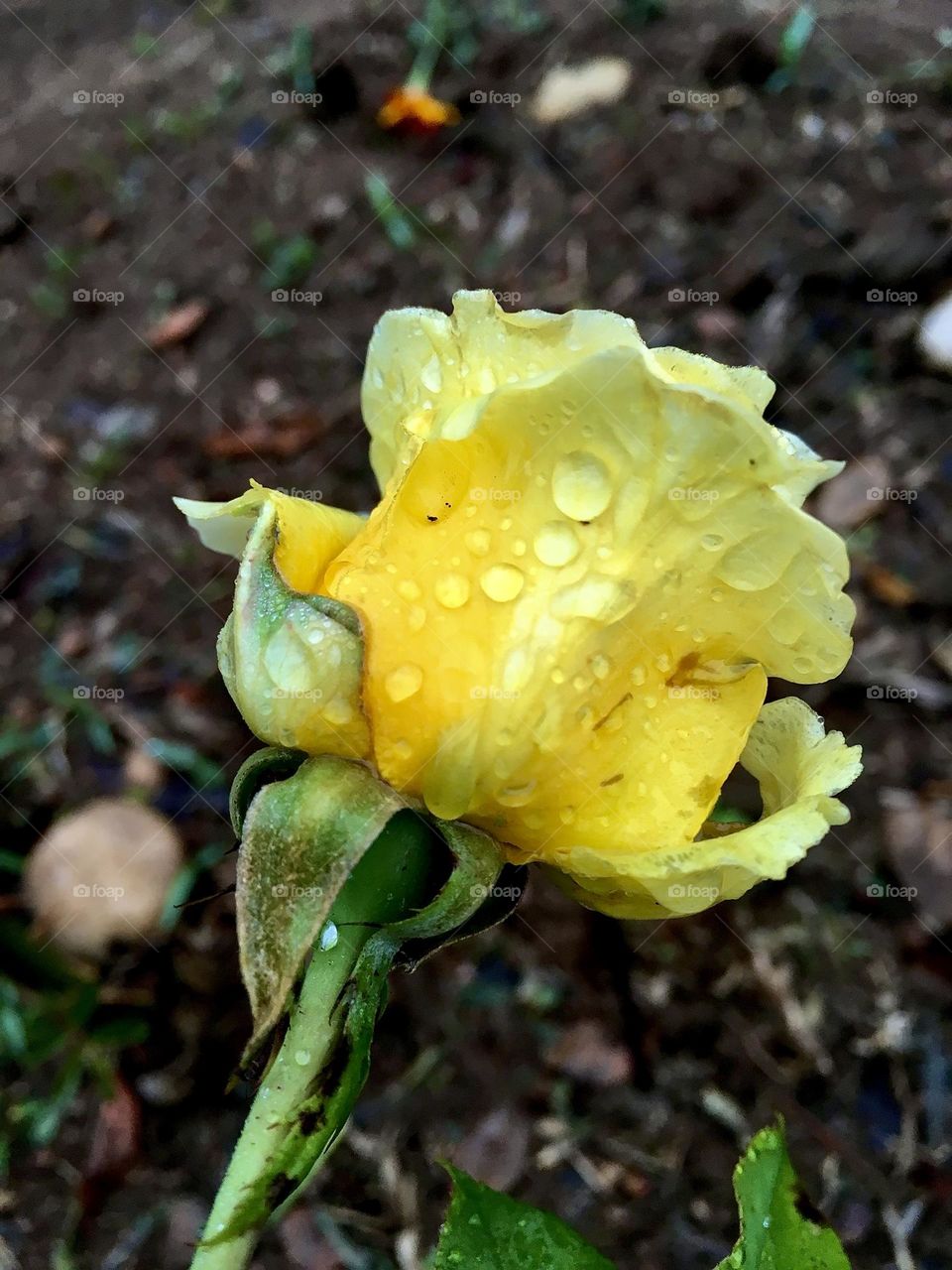 🌹 🇺🇸 Very beautiful flowers to brighten our day.  Live nature and its beauty. Did you like the delicate petals? / 🇧🇷 Flores muito bonitas para alegrar nosso dia. Viva a natureza e sua beleza. Gostaram das pétalas delicadas? 