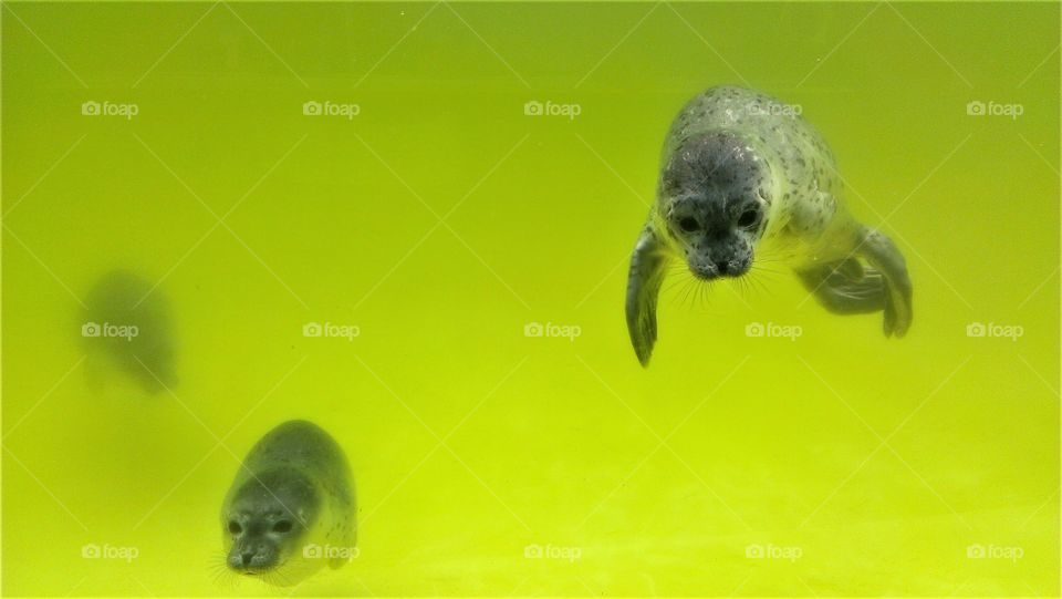 Two cute baby gray seals swim towards the viewer.