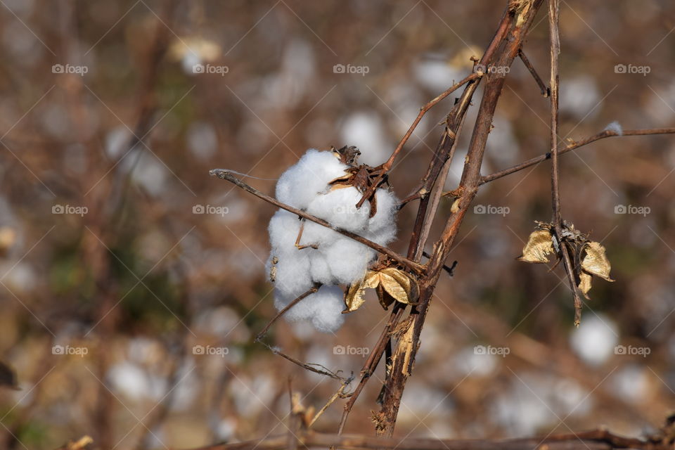 Cotton Crop